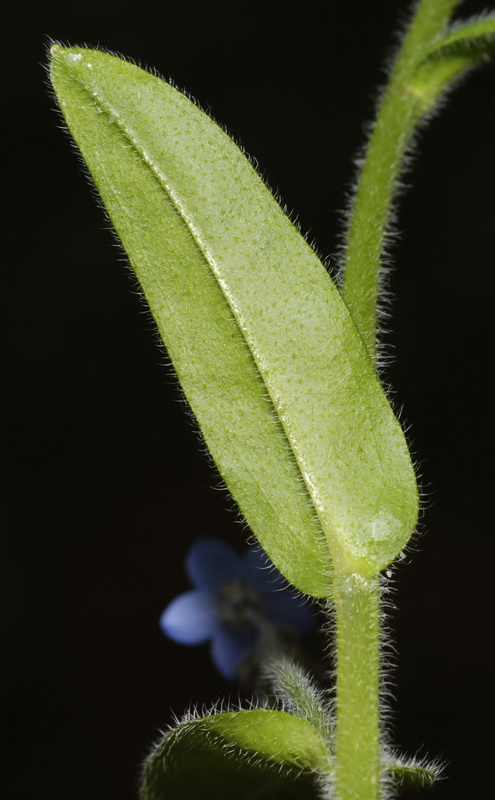 Myosotis decumbens teresiana.04