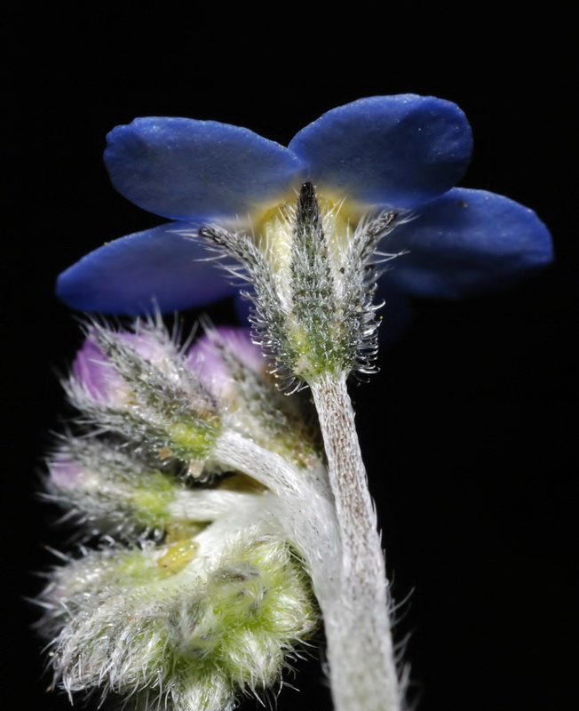 Myosotis decumbens teresiana.14