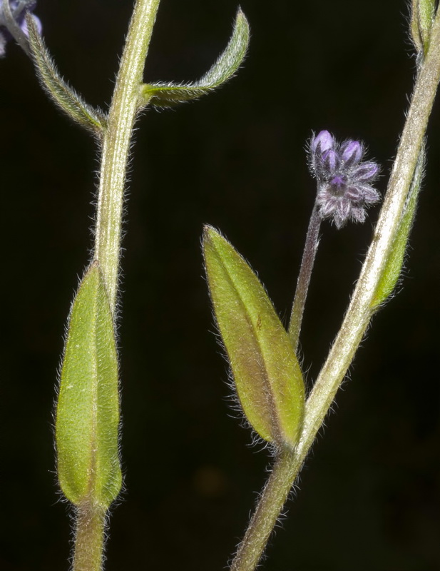 Myosotis decumbens teresiana.20