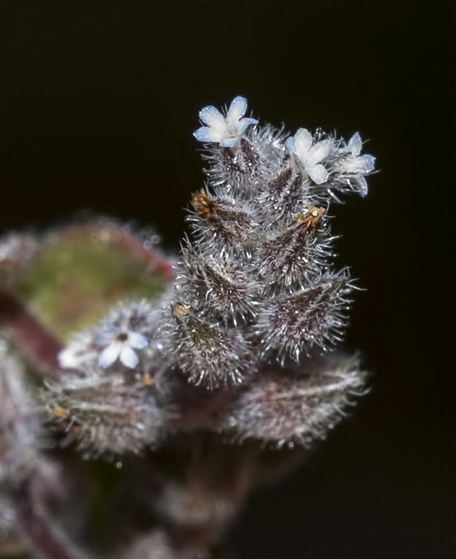 Myosotis minutiflora minutiflora.07