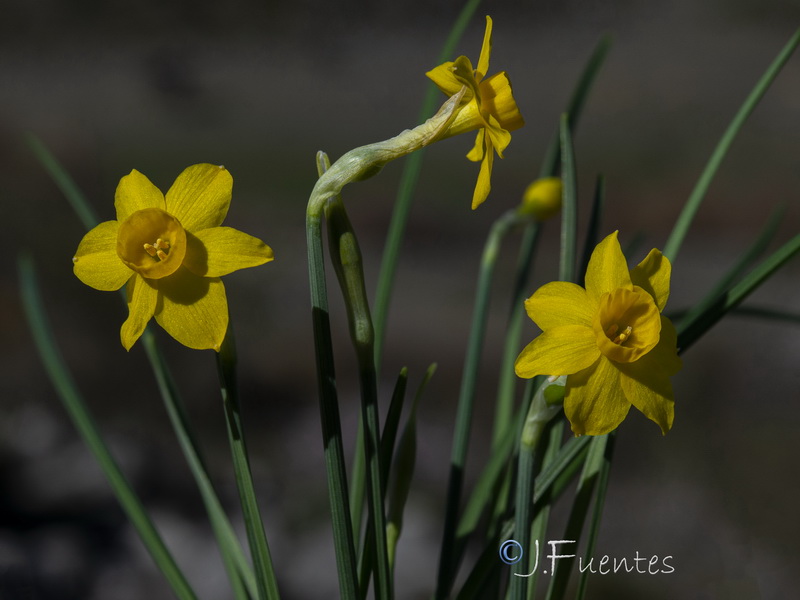 Narcissus cuatrecasasii.07