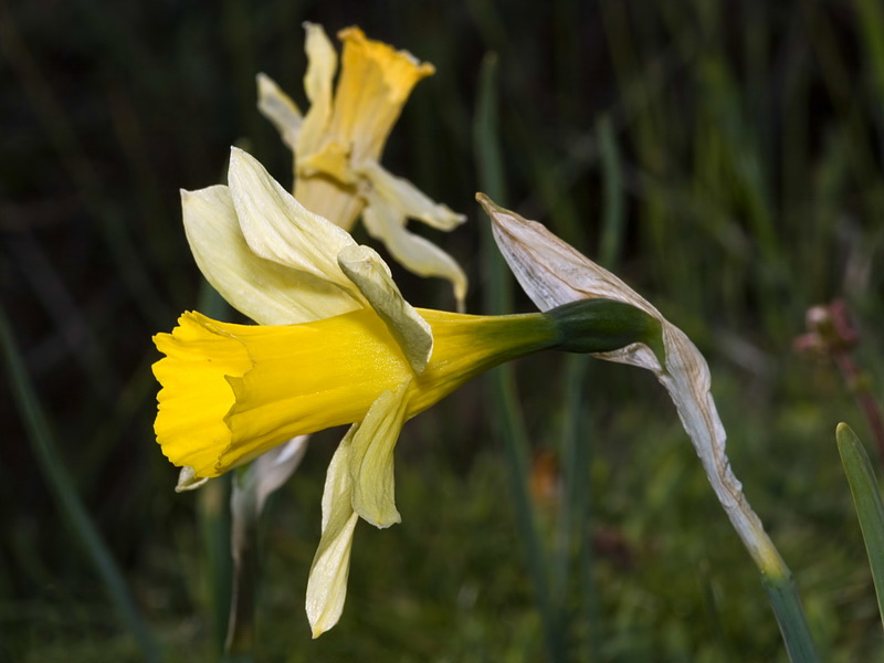 Narcissus nevadensis.03