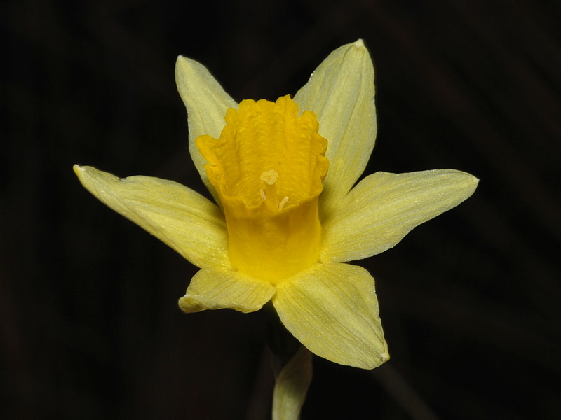 Narcissus nevadensis.05