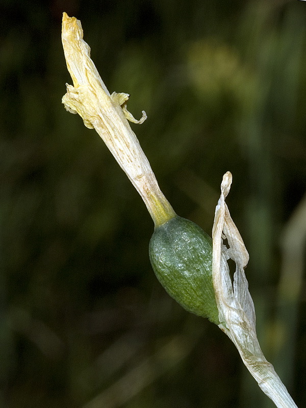 Narcissus nevadensis.06