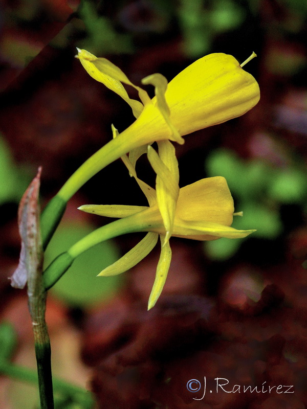 Narcissus x fosteri nsubsp rozeirae.02