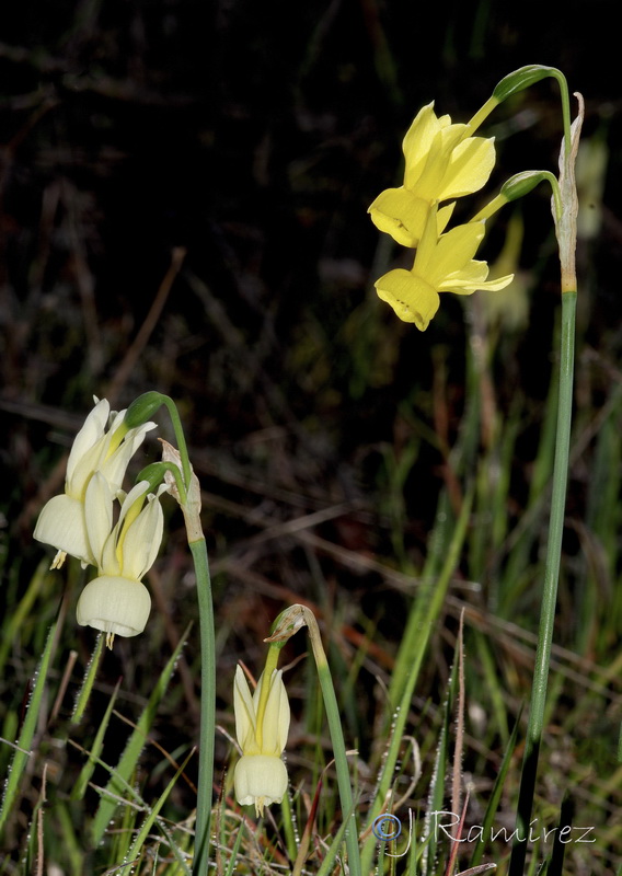 Narcissus x hervasii.04