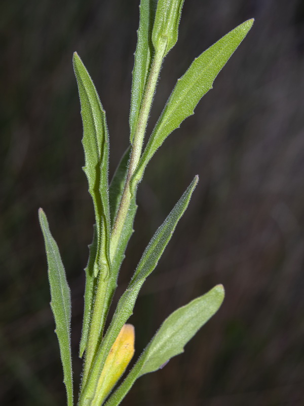 Neslia paniculata thracica.02