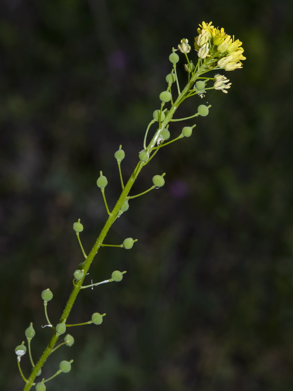 Neslia paniculata thracica.09