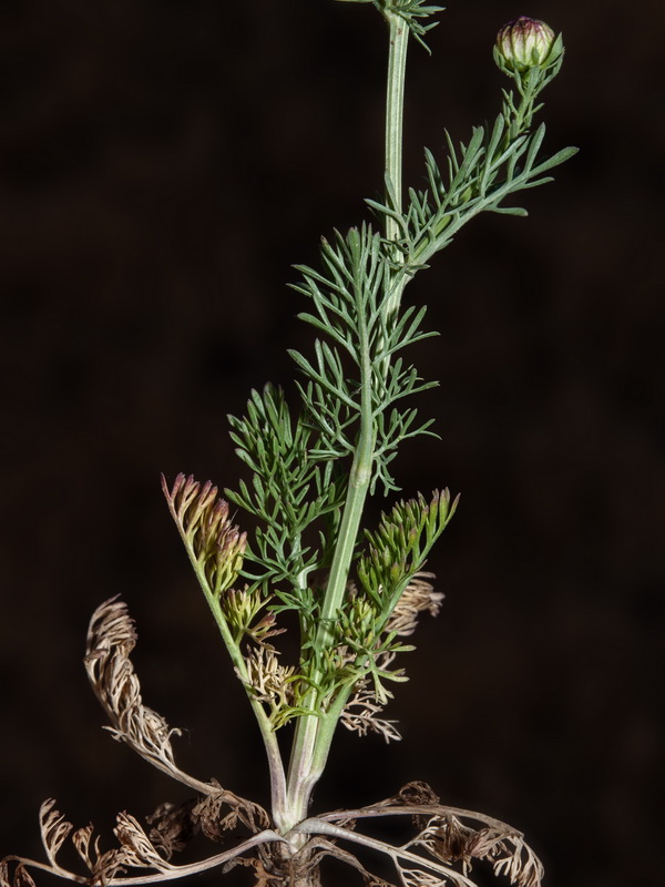 Nigella papillosa atlantica.11