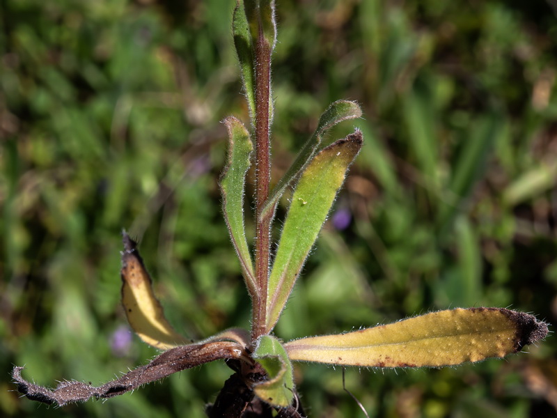 Nonea vesicaria.03