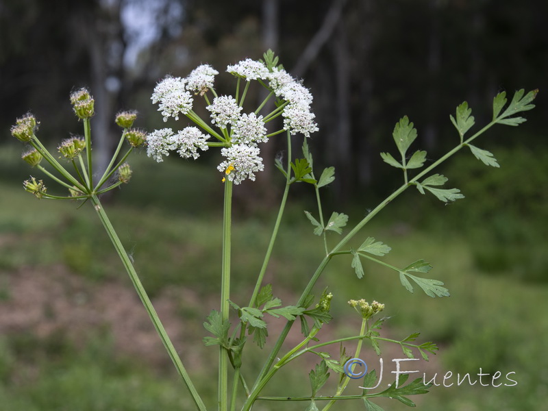 Oenanthe crocata.02