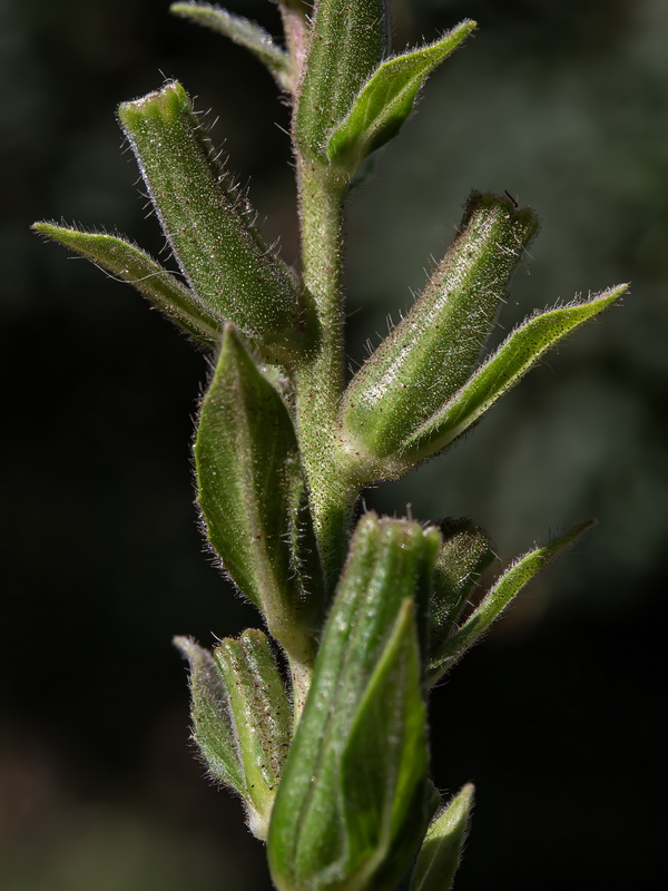 Oenothera glazioviana.13