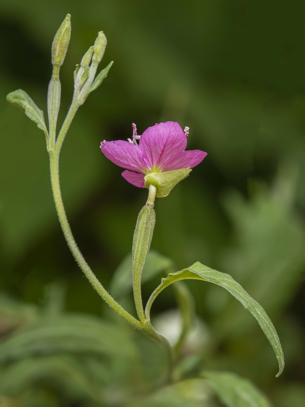 Oenothera rosea.10