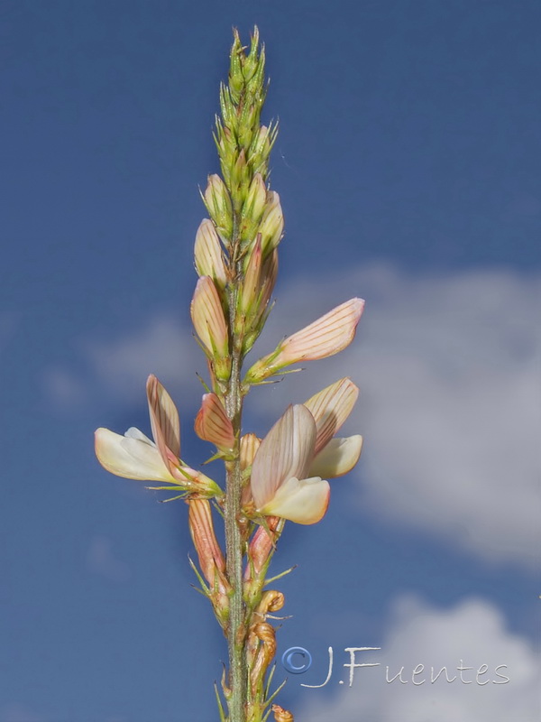 Onobrychis saxatilis.03