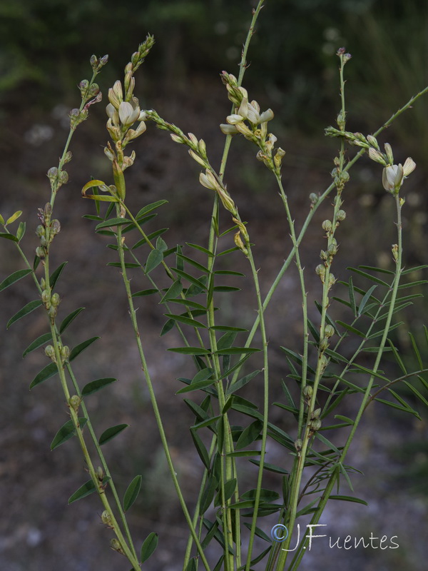 Onobrychis saxatilis.07