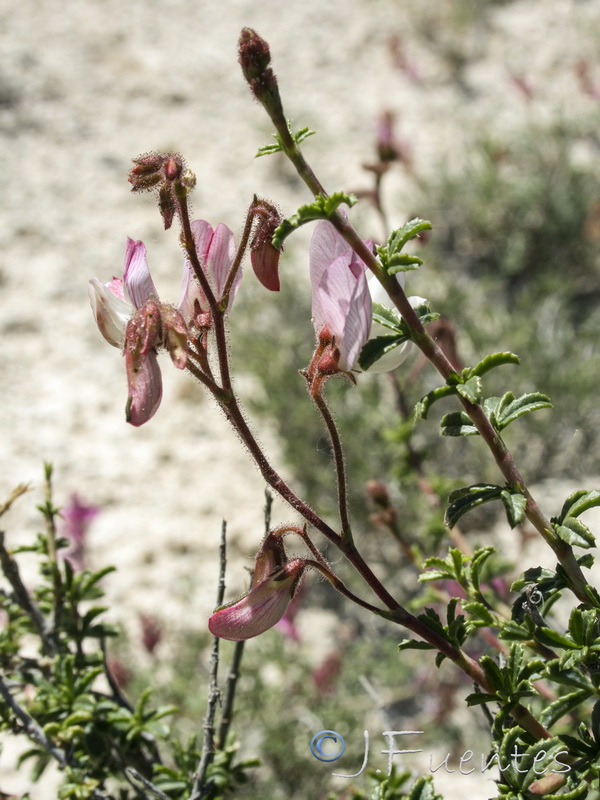 Ononis fruticosa.06