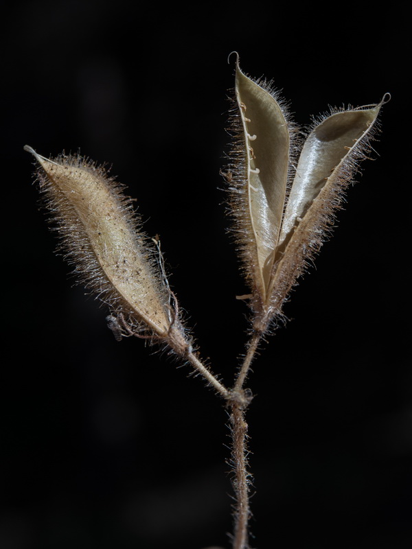 Ononis rotundifolia.36