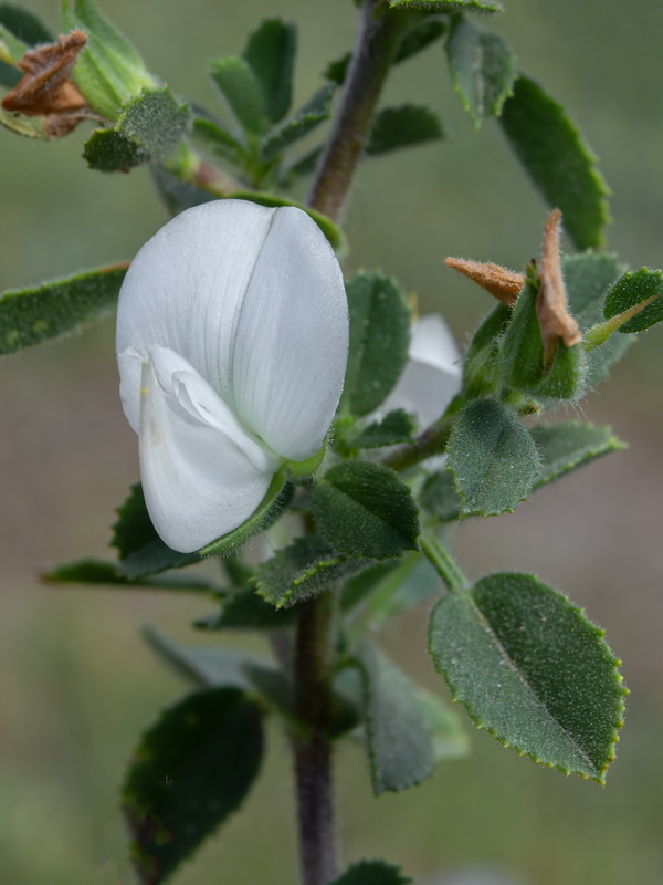 Ononis spinosa australis.19