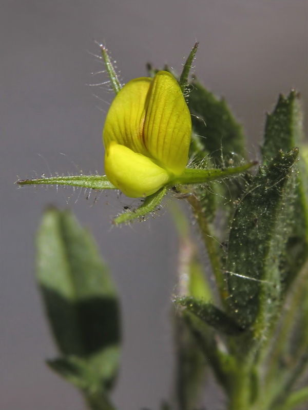 Ononis viscosa breviflora.04