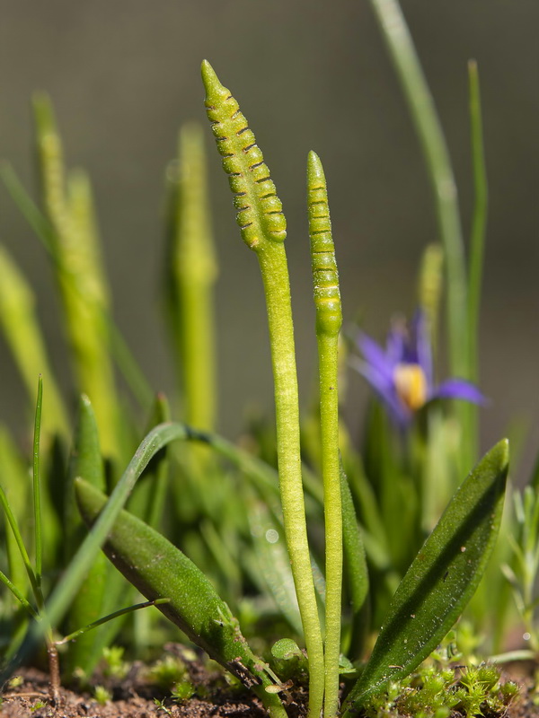 Ophioglossum lusitanicum.04