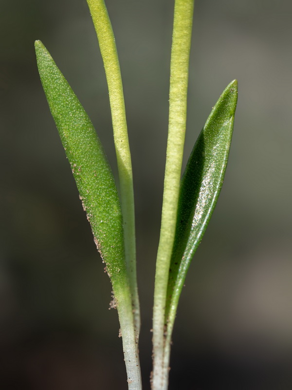 Ophioglossum lusitanicum.09