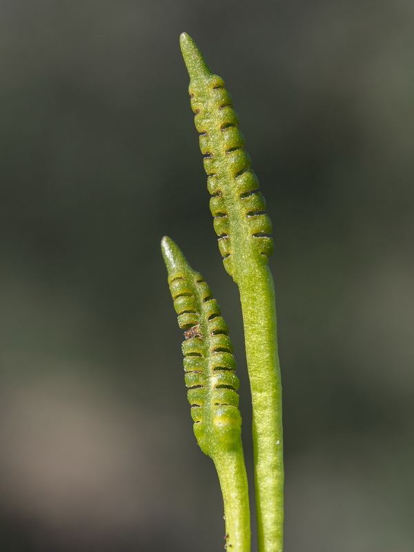 Ophioglossum lusitanicum.10