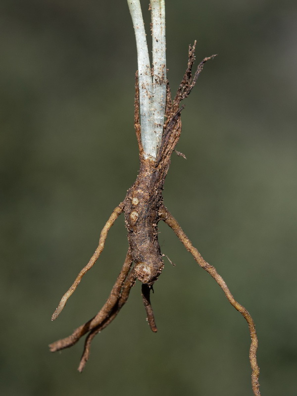 Ophioglossum lusitanicum.11