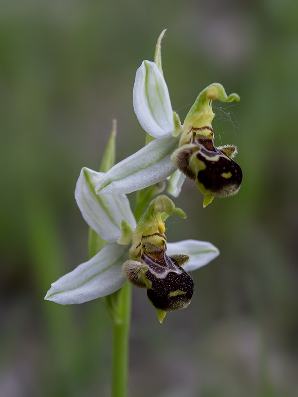 Ophrys apifera aurita.04