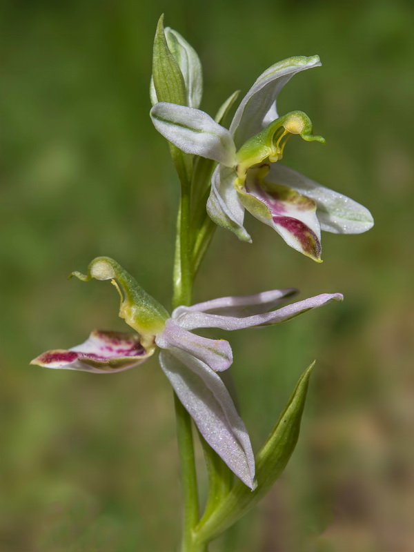 Ophrys apifera fraternalis.06