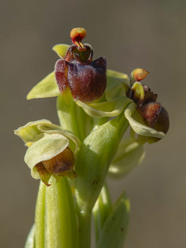 Ophrys bombyliflora.08