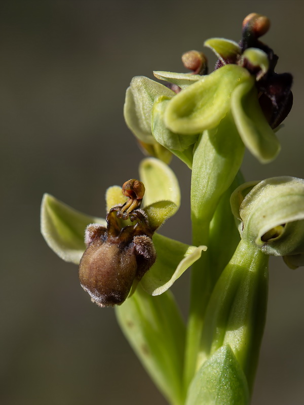 Ophrys bombyliflora.14