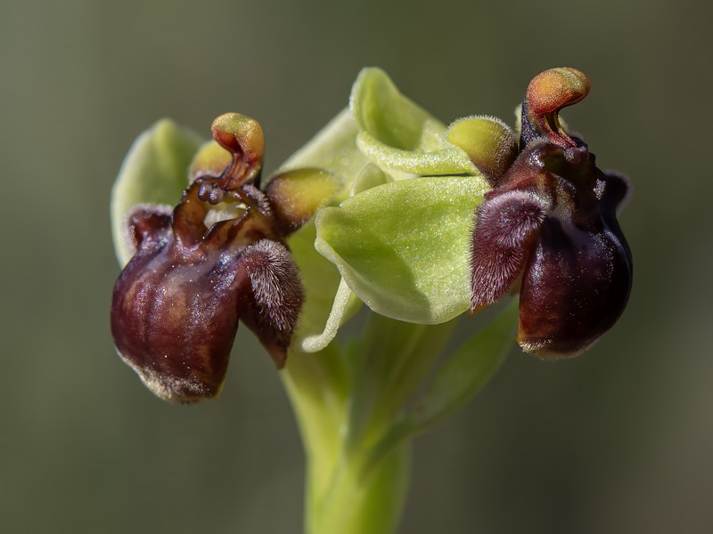 Ophrys bombyliflora.09