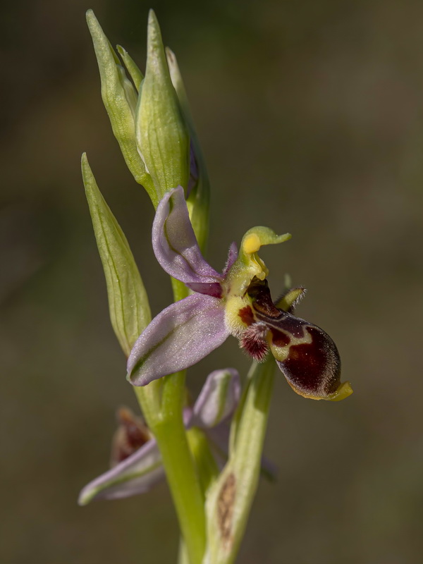 Ophrys picta.02