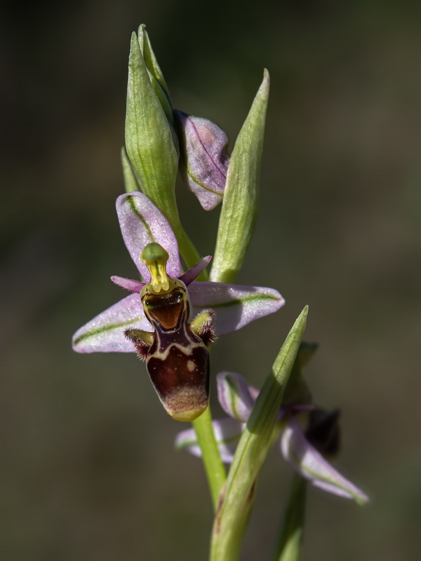 Ophrys picta.11