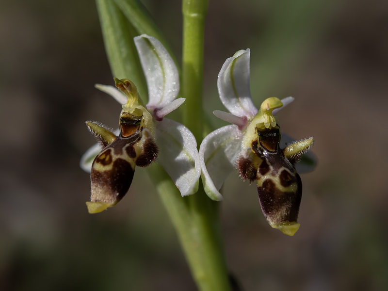 Ophrys picta.14