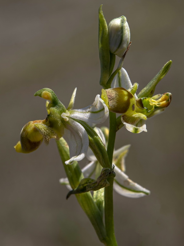 Ophrys picta 2.06