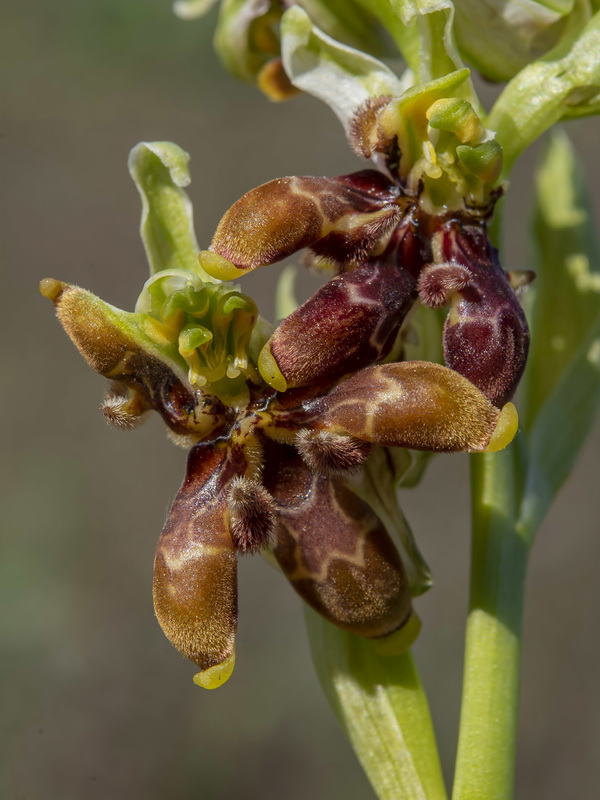 Ophrys picta 2.07