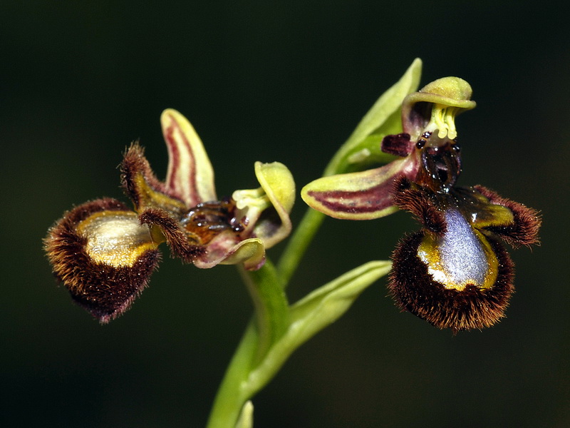 Ophrys speculum.10