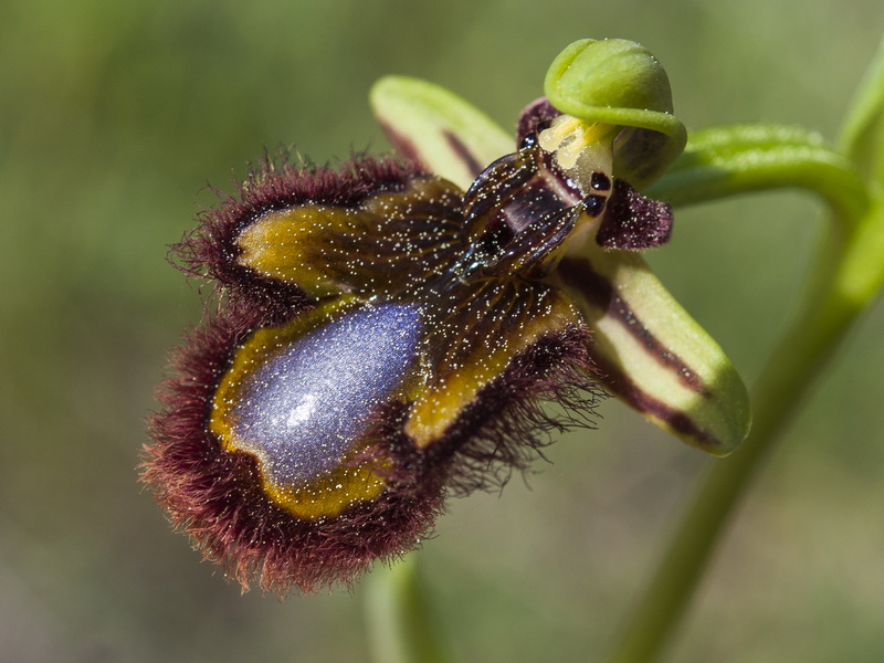 Ophrys speculum.19