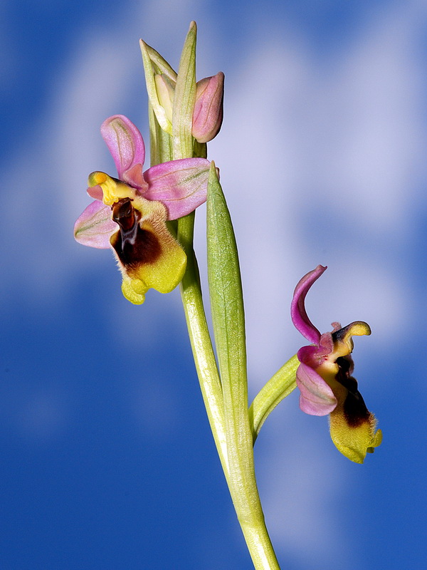 Ophrys tenthredinifera.19