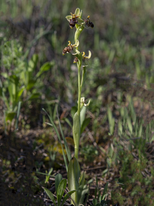 Ophrys benaventei.03