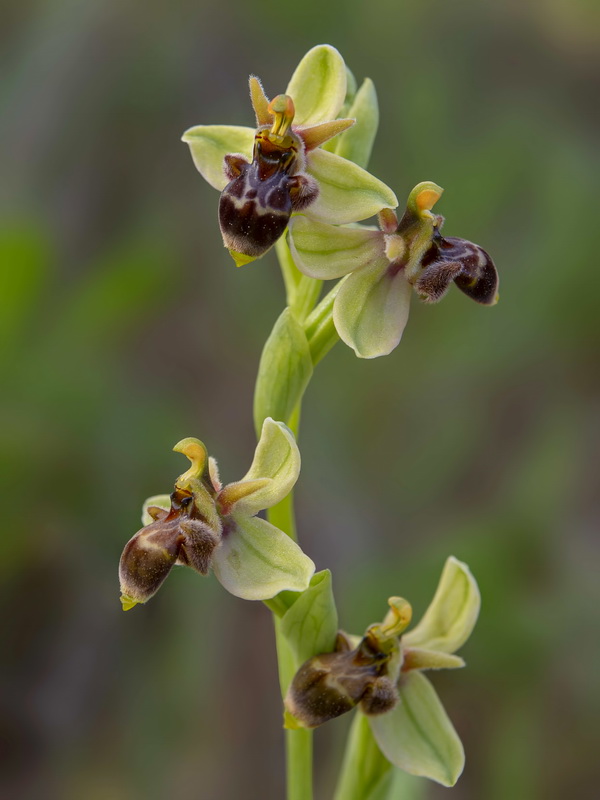 Ophrys benaventei.04