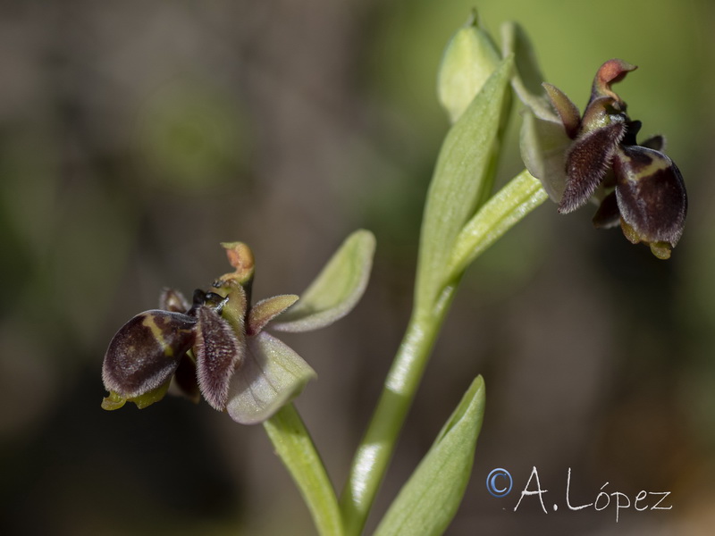 Ophrys x benabentei.01