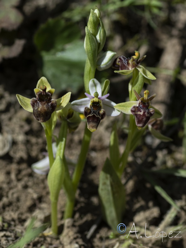 Ophrys x benabentei.02