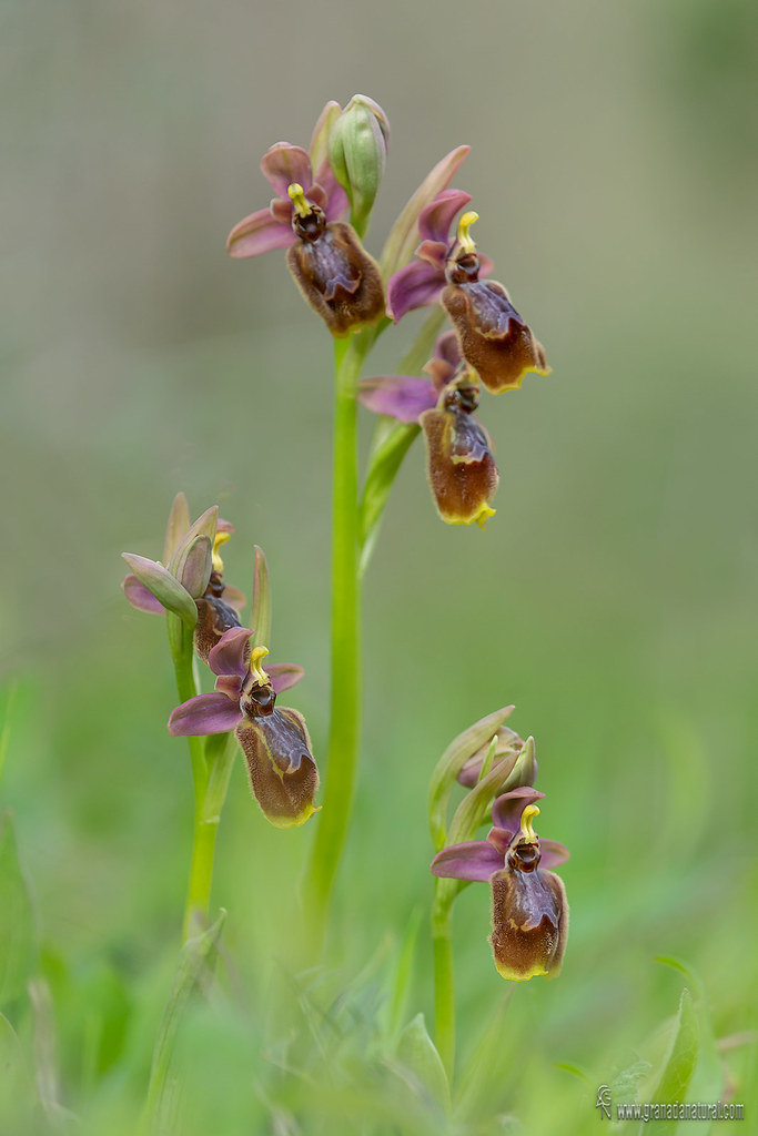 Ophrys x heraultii
