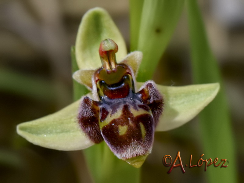 Ophrys x olbiensis.04