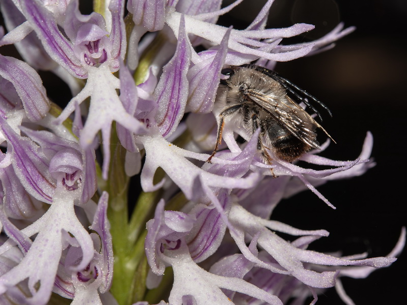 Orchis italica.42