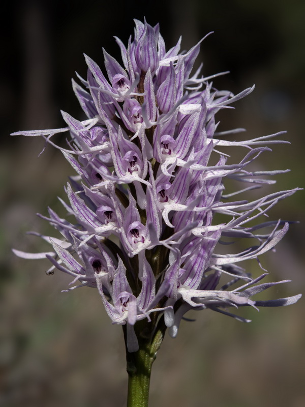 Orchis italica.43