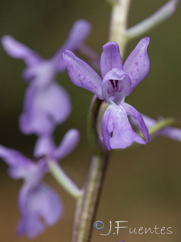 Orchis mascula laxifloriformis.36