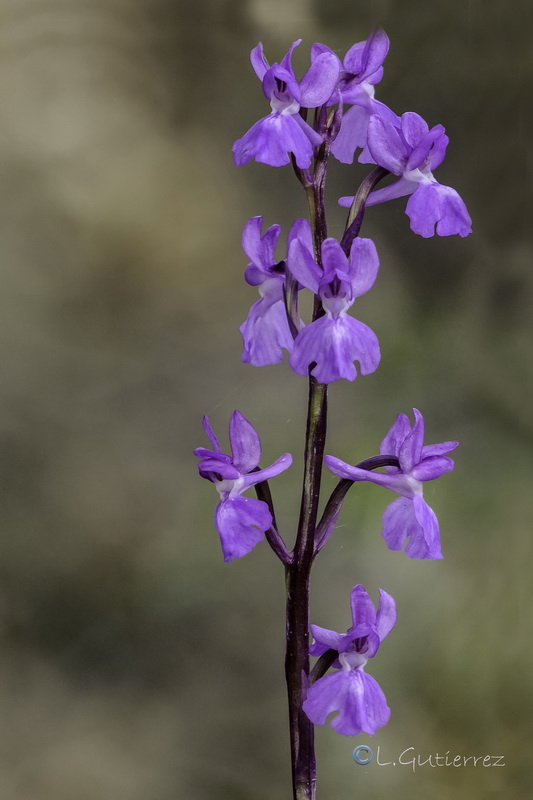 Orchis mascula laxifloriformis 2.04